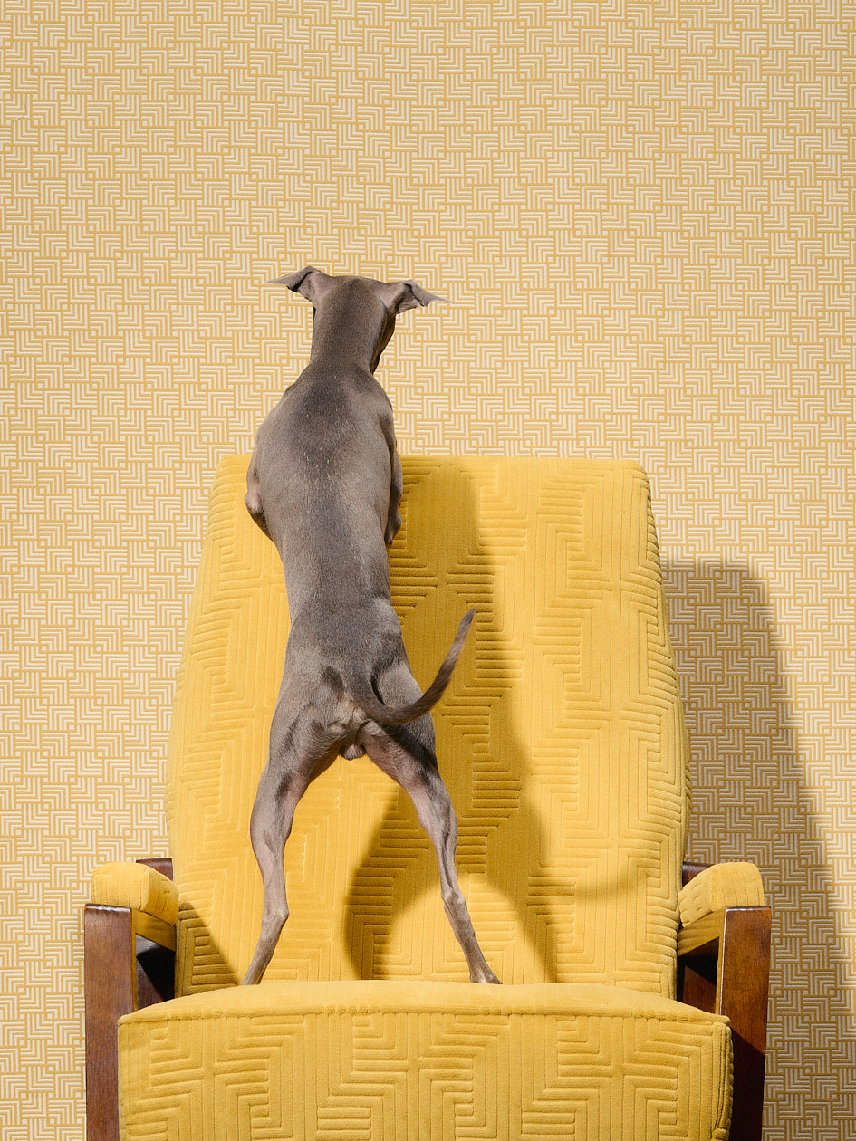 RUBELLI_CLAUDIAZALLA_01